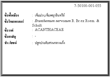 ͧͤ: 		7-50100-001-055  		  ;ͧ	:  ǧ,Թ  Էʵ	:  Eranthemum nervosum R. Br.ex Roem. & Schult.  ǧ	:  ACANTHACEAE  ѭ	:  -  ª	:  ١дѺǹҧ    