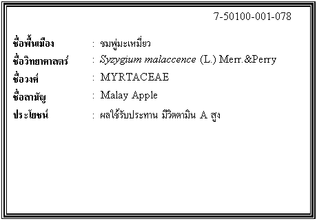 ͧͤ: 		7-50100-001-078  		  ;ͧ	:    Էʵ	:  Syzygium malaccence (L.) Merr.&Perry  ǧ	:  MYRTACEAE  ѭ	:  Malay Apple  ª	:  Ѻзҹ ԵԹ A ٧    