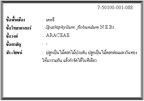 ͧͤ: 		7-50100-001-088  		  ;ͧ	:    Էʵ	:  Spathiphyllum  flobundum N.E.Br.  ǧ	:  ARACEAE  ѭ	:  -  ª	:  ١͡дѺ ١͡ŧѹͧѹ ǡӨѴ㹷    