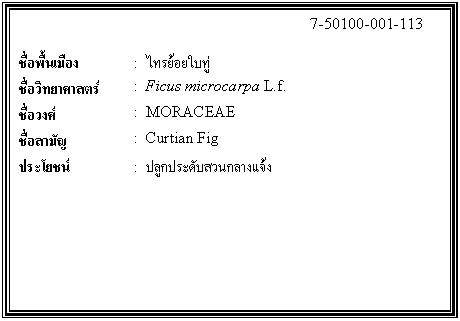 ͧͤ: 		7-50100-001-113  		  ;ͧ	:  㺷  Էʵ	:  Ficus microcarpa L.f.  ǧ	:  MORACEAE  ѭ	:  Curtian Fig  ª	:  ١дѺǹҧ    