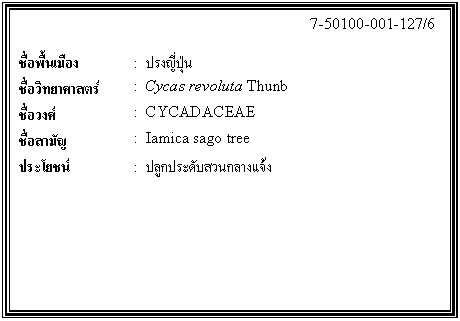 ͧͤ: 		7-50100-001-127/6  		  ;ͧ	:  ç  Էʵ	:  Cycas revoluta Thunb  ǧ	:  CYCADACEAE  ѭ	:  Iamica sago tree  ª	:  ١дѺǹҧ    