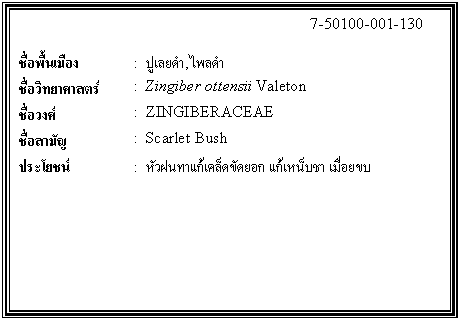 ͧͤ: 		7-50100-001-130  		  ;ͧ	:  ´,Ŵ  Էʵ	:  Zingiber ottensii Valeton  ǧ	:  ZINGIBERACEAE  ѭ	:  Scarlet Bush  ª	:  ǽ索Ѵ͡ ˹纪 ¢    