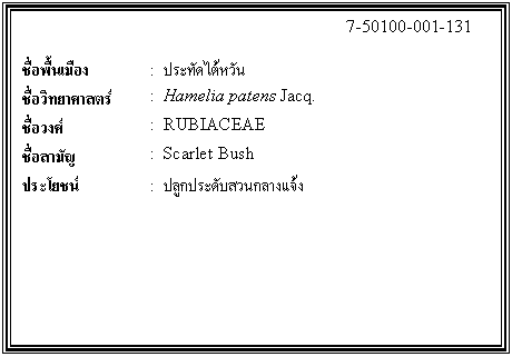 ͧͤ: 		7-50100-001-131  		  ;ͧ	:  зѴѹ  Էʵ	:  Hamelia patens Jacq.  ǧ	:  RUBIACEAE  ѭ	:  Scarlet Bush  ª	:  ١дѺǹҧ    