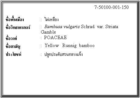 ͧͤ: 		7-50100-001-150  		  ;ͧ	:  ͧ  Էʵ	:  Bambusa vulgaris Schrad. var. Striata Gamble  ǧ	:  POACEAE  ѭ	:  Yellow   Runnig  bamboo  ª	:  ١дѺǹҧ    