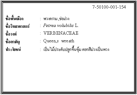 ͧͤ: 		7-50100-001-154  		  ;ͧ	:  ǧ,ǧ  Էʵ	:  Petrea volubilis L.   ǧ	:  VERBENACEAE  ѭ	:  Queen,s  wreath  ª	:  дѺ١鹫 ͡ǧ繾ǧ    