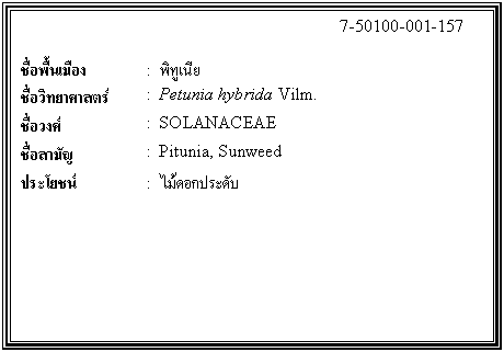 ͧͤ: 		7-50100-001-157  		  ;ͧ	:  Է  Էʵ	:  Petunia hybrida Vilm.  ǧ	:  SOLANACEAE  ѭ	:  Pitunia, Sunweed  ª	:  ͡дѺ    