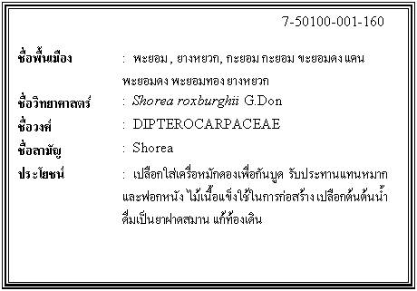 ͧͤ: 		7-50100-001-160  		  ;ͧ	:   , ҧǡ,    ᤹  ͧ ҧǡ  Էʵ	:  Shorea roxburghii G.Don  ǧ	:  DIPTEROCARPACEAE  ѭ	:  Shorea  ª	:  ͡ѡͧ͡ѹٴ Ѻзҹ᷹ҡп͡˹ѧ 㹡áҧ ͡鹵鹹ӴҽҴҹ ͧԹ    