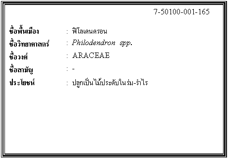 ͧͤ: 		7-50100-001-165  		  ;ͧ	:  ഹ͹  Էʵ	:  Philodendron  spp.  ǧ	:  ARACEAE  ѭ	:  -  ª	:  ١дѺ-    