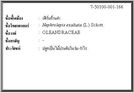 ͧͤ: 		7-50100-001-166  		  ;ͧ	:  칡ҹ  Էʵ	:  Nephrolepis exaltata (L.) Schott.  ǧ	:  OLEANDRACEAE  ѭ	:  -  ª	:  ١дѺ-    