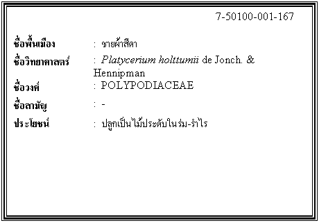 ͧͤ: 		7-50100-001-167  		  ;ͧ	:  ¼մ  Էʵ	:  Platycerium holttumii de Jonch. & Hennipman  ǧ	:  POLYPODIACEAE  ѭ	:  -  ª	:  ١дѺ-    