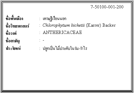ͧͤ: 		7-50100-001-200  		  ;ͧ	:  ɰ͹͡  Էʵ	:  Chlorophytum bichetii (Karrer) Backer  ǧ	:  ANTHERICACEAE  ѭ	:  -  ª	:  ١дѺ-    