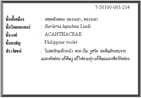 ͧͤ: 		7-50100-001-214  		  ;ͧ	:  Ŵѧ͹  ͧ, ͧ  Էʵ	:  Barleria lupulina Lindl.  ǧ	:  ACANTHACEAE  ѭ	:  Philippine violet  ª	:  ʴѡҼ˹ѧ ǡ   Ѵ  ŴѡʺҡŧѴ ɧ  ŧѵѴ    