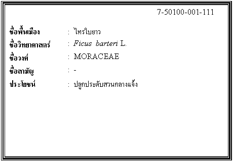 ͧͤ: 		7-50100-001-111  		  ;ͧ	:    Էʵ	:  Ficus  barteri L.  ǧ	:  MORACEAE  ѭ	:  -  ª	:  ١дѺǹҧ    