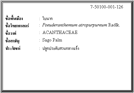 ͧͤ: 		7-50100-001-126  		  ;ͧ	:  㺹ҡ  Էʵ	:  Pseuderanthemum atropurpureum Radlk.  ǧ	:  ACANTHACEAE  ѭ	:  Sago Palm  ª	:  ١дѺǹҧ    