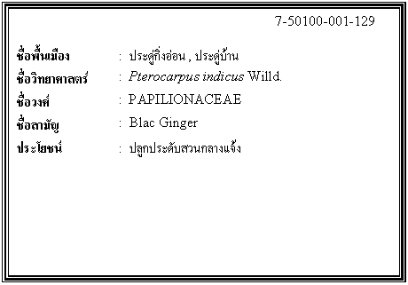 ͧͤ: 		7-50100-001-129  		  ;ͧ	:  д͹, дҹ  Էʵ	:  Pterocarpus indicus Willd.  ǧ	:  PAPILIONACEAE  ѭ	:  Blac Ginger  ª	:  ١дѺǹҧ    